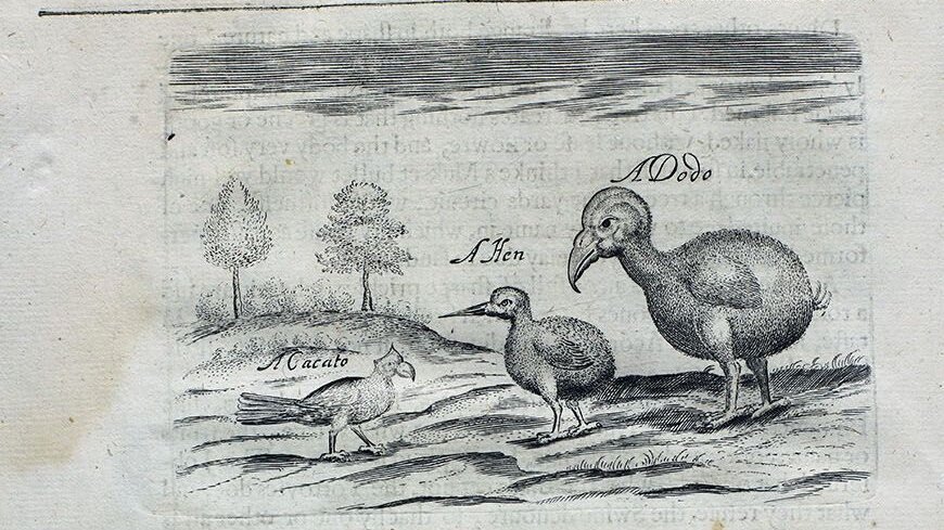 Cyfrinachau'r Llyfrgell: Revealing some of the treasures of the Printed Books collection